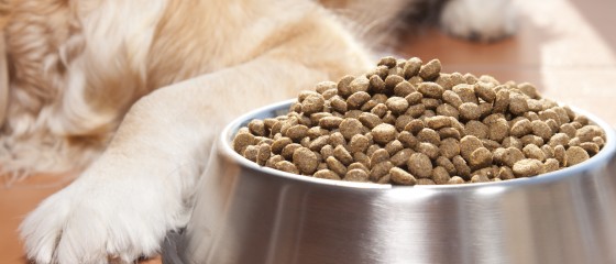el pienso hipoalergénico es la solución para alimentar a perros con problemas de alergias